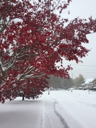 red tree in the snow